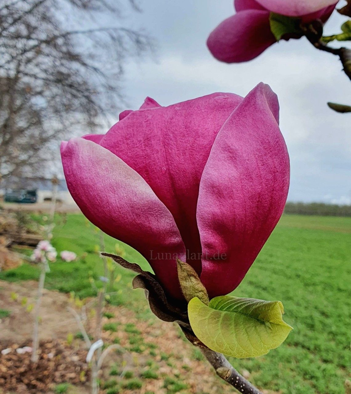 Magnolia 'Urban Ruby' -  100/125cm - Leittrieb