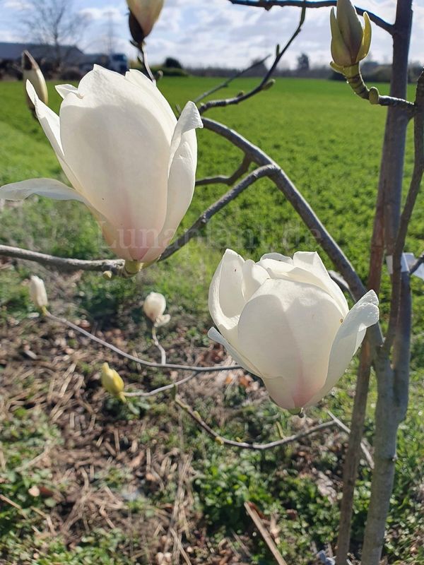 Magnolia 'Marica in Bloom'   -  50/75cm - Leittrieb