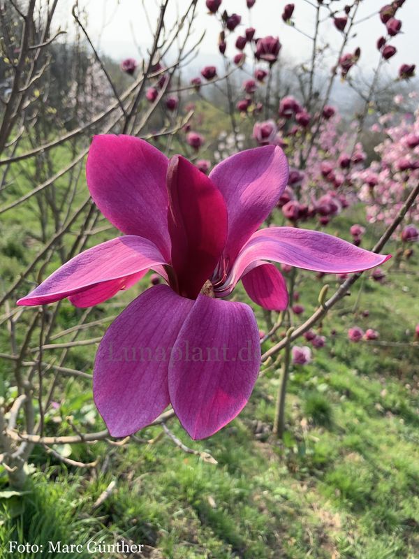 Magnolia 'Elysium' - 100cm - Leittrieb - nur wenige Exemplare