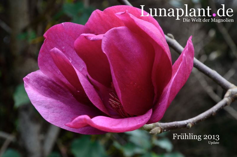 Magnolia 'Arabian Nights' -  180/200cm - Leittrieb - blühreif - Einzelstück!