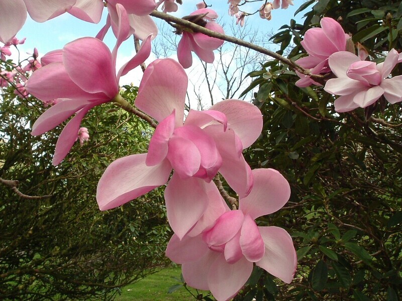 Magnolia sprengeri var. diva 'Burncoose' - 60/80 cm - Veredlung - Leittrieb