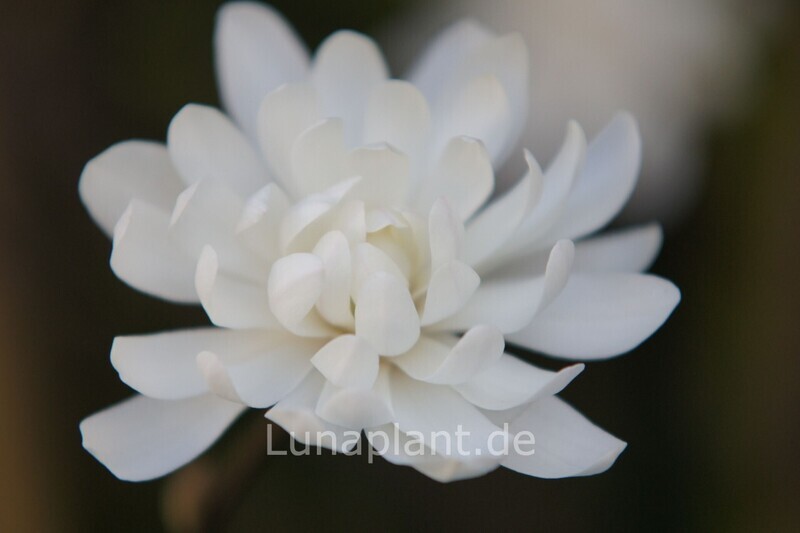 Magnolia stellata 'Kikuzaki' - 100 cm - Veredlung - Leittrieb