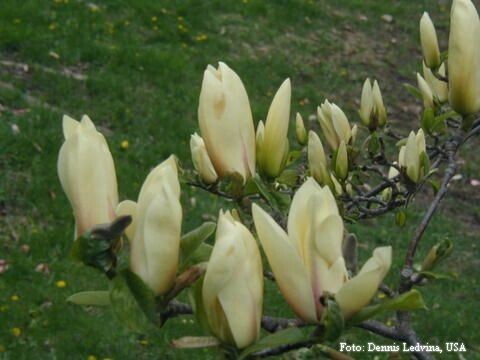 Magnolia 'Lemonade' - 60/80cm - Veredlung - Leittrieb