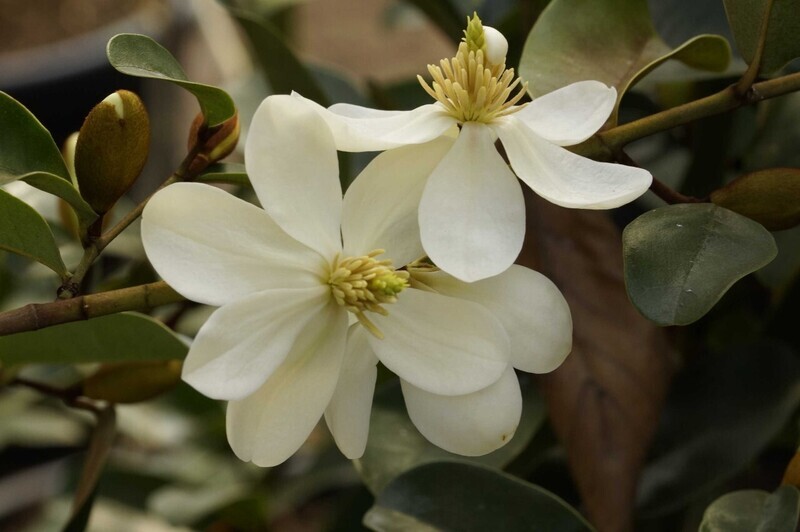 Magnolia laevifolia 'Michelle' -  60/80cm - Leittrieb - blühreif ,