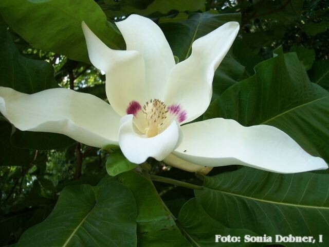 Magnolia macrophylla - 60/80 cm , Leittrieb