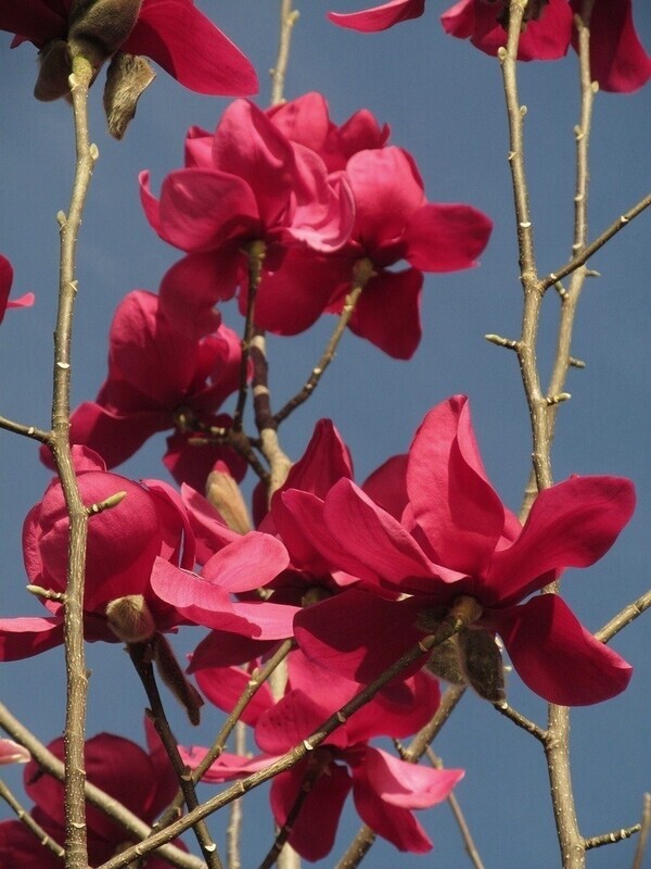 Magnolia 'Lesa Burgundy' -  120cm - Veredlung - Leittrieb
