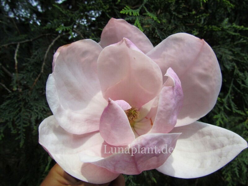 Magnolia 'Rose Quartz'  - 100/125cm - Veredlung - Leittrieb -Einzelstück!