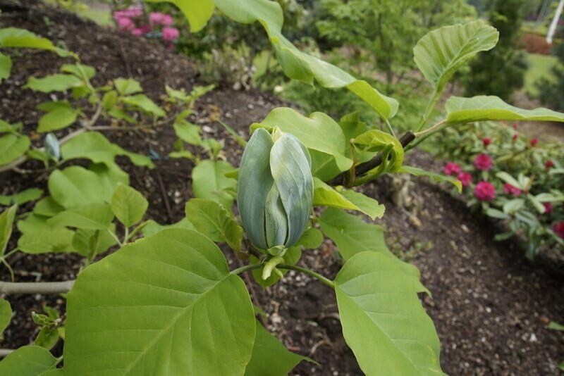 Magnolia 'Seiju' - 80/100 cm -Veredlung - Leittrieb
