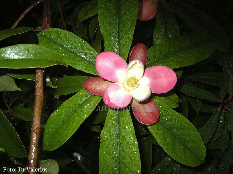 Magnolia insignis  'Valerius Red' -  80/100cm - Veredlung - Leittrieb - Einzelstück!
