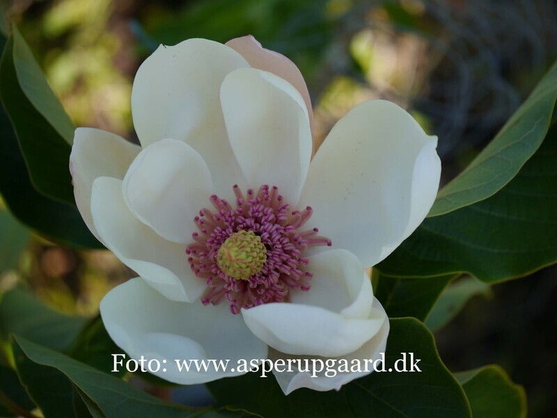 Magnolia 'Summer Solstice' - 60/80cm - Leittrieb - Einzelstück!