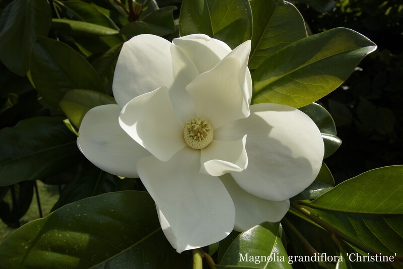 Magnolia grandiflora 'Christine' -   80cm - Einzelstück!