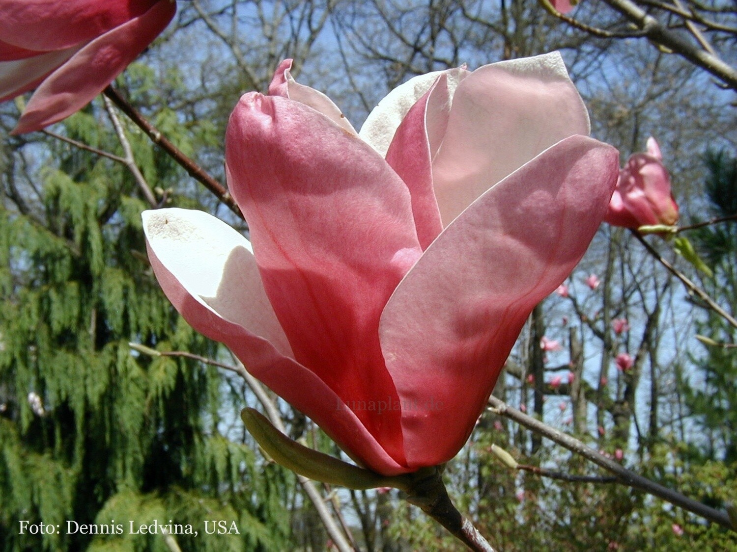 Magnolia 'Crescendo' - 100 cm - Veredlung - Leittrieb