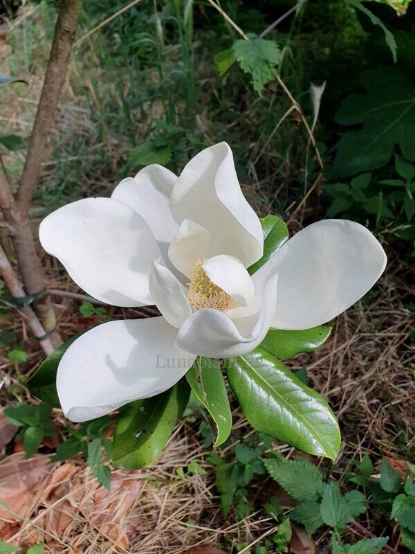 Magnolia grandiflora 'Galissionere Nana'  -  50/75cm