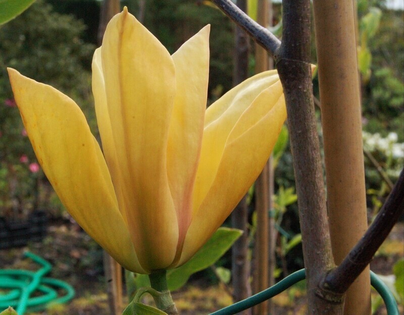 Magnolia 'Judy Zuk' -  100/125cm - Veredlung - Leittrieb