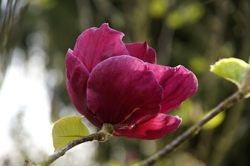 Magnolia 'Blackberry Rose' - 250cm - Leittrieb - freie Stammhöhe 100cm - blühreif - Einzelstück!