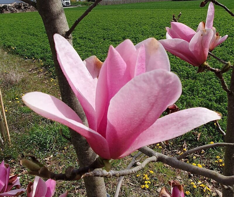 Magnolia 'Pink Butterfly' - 60/80cm - Veredlung - Leittrieb