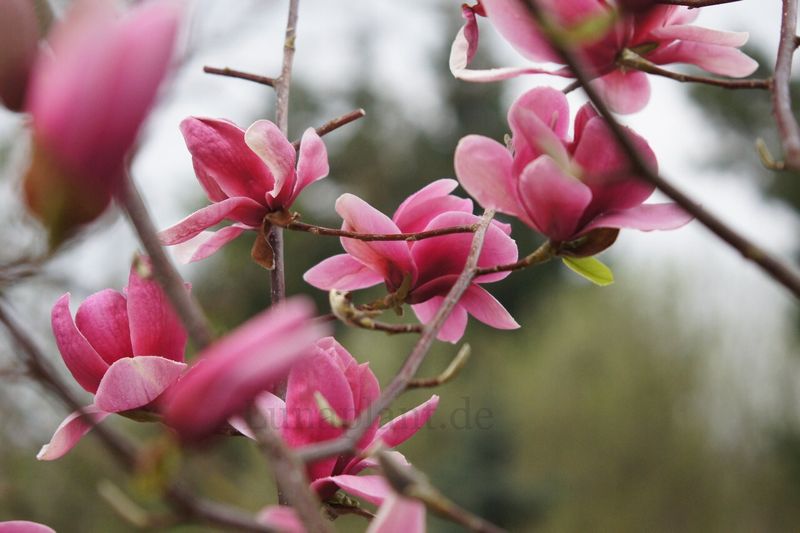 Magnolia 'Pink Butterfly' - 120/140cm - Veredlung - Leittrieb - Einzelstück!