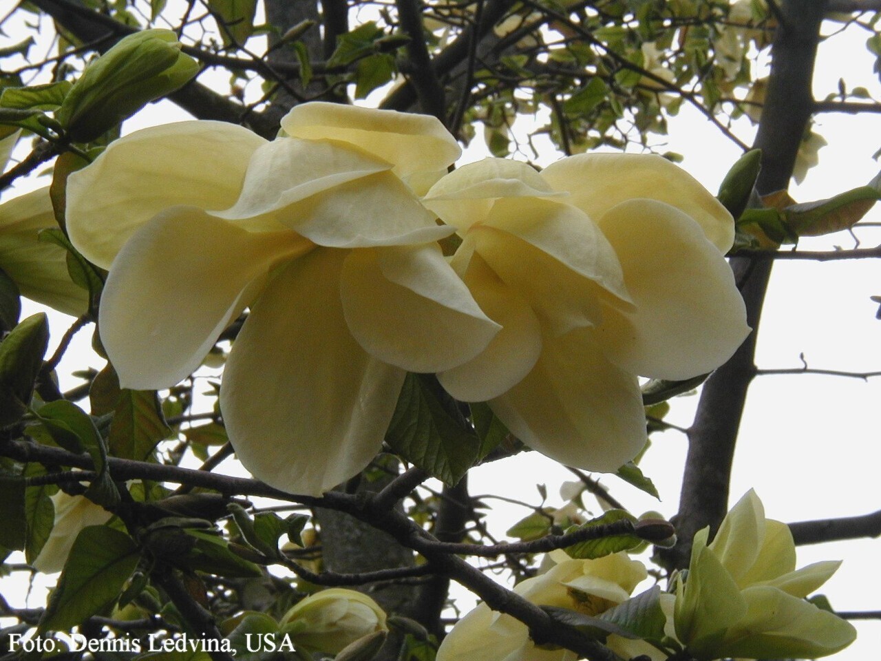 Magnolia 'Golden Rain' - 100 cm - Veredlung - Leittrieb