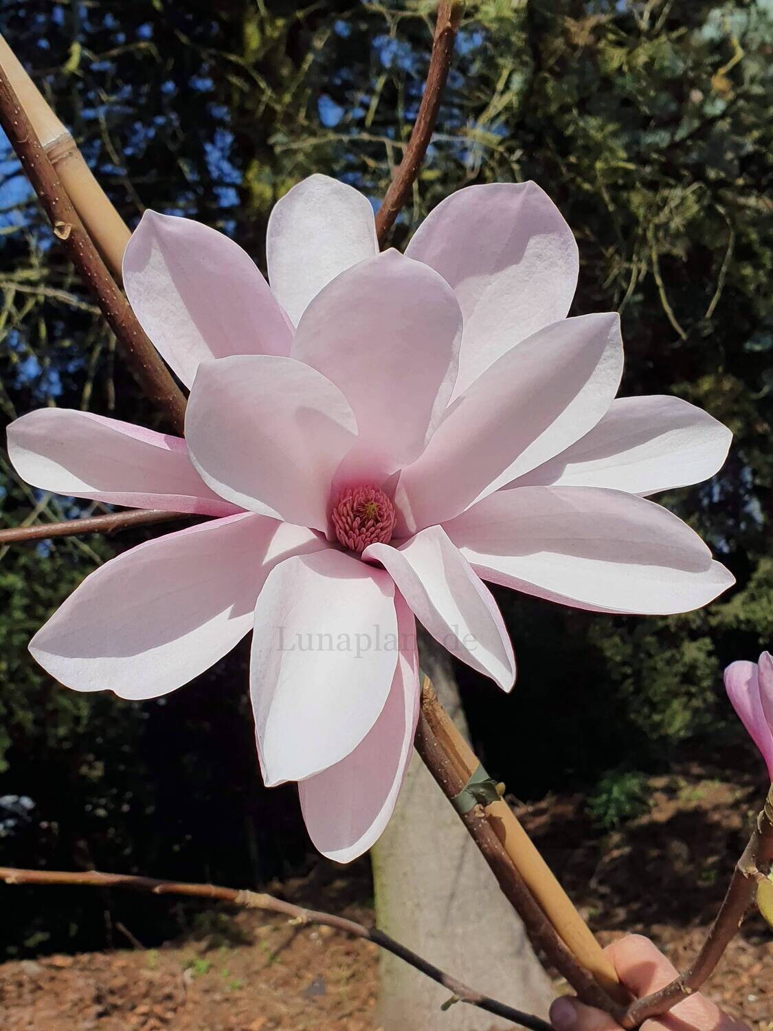 Magnolia 'Connor'  -  60/80 cm - Veredlung - Leittrieb