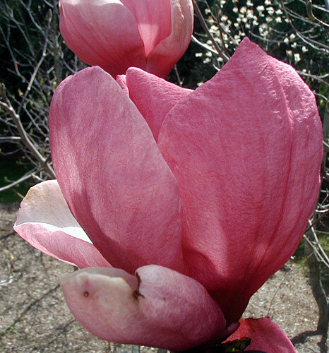 Magnolia 'Pink Delight' -  80cm - Veredlung - Leittrieb