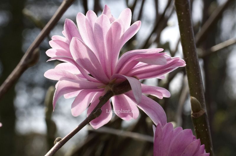 Magnolia stellata 'Chrysanthemiflora' -  80/100cm - Veredlung - Leittrieb