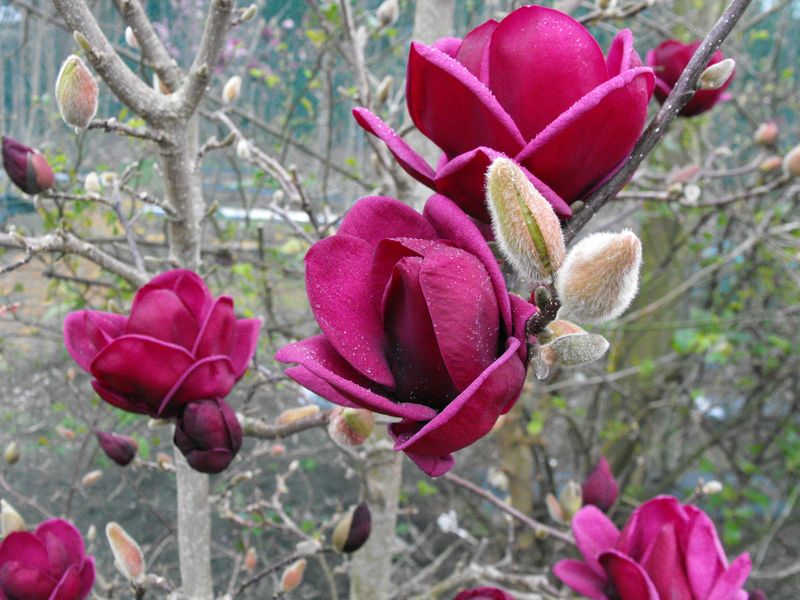 Magnolia 'Genie' -  100/140cm - Strauchform