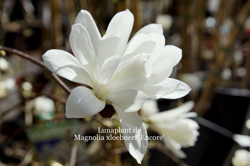 Magnolia xloebneri 'Encore' - 80cm+, Strauch, blühreif, solitär