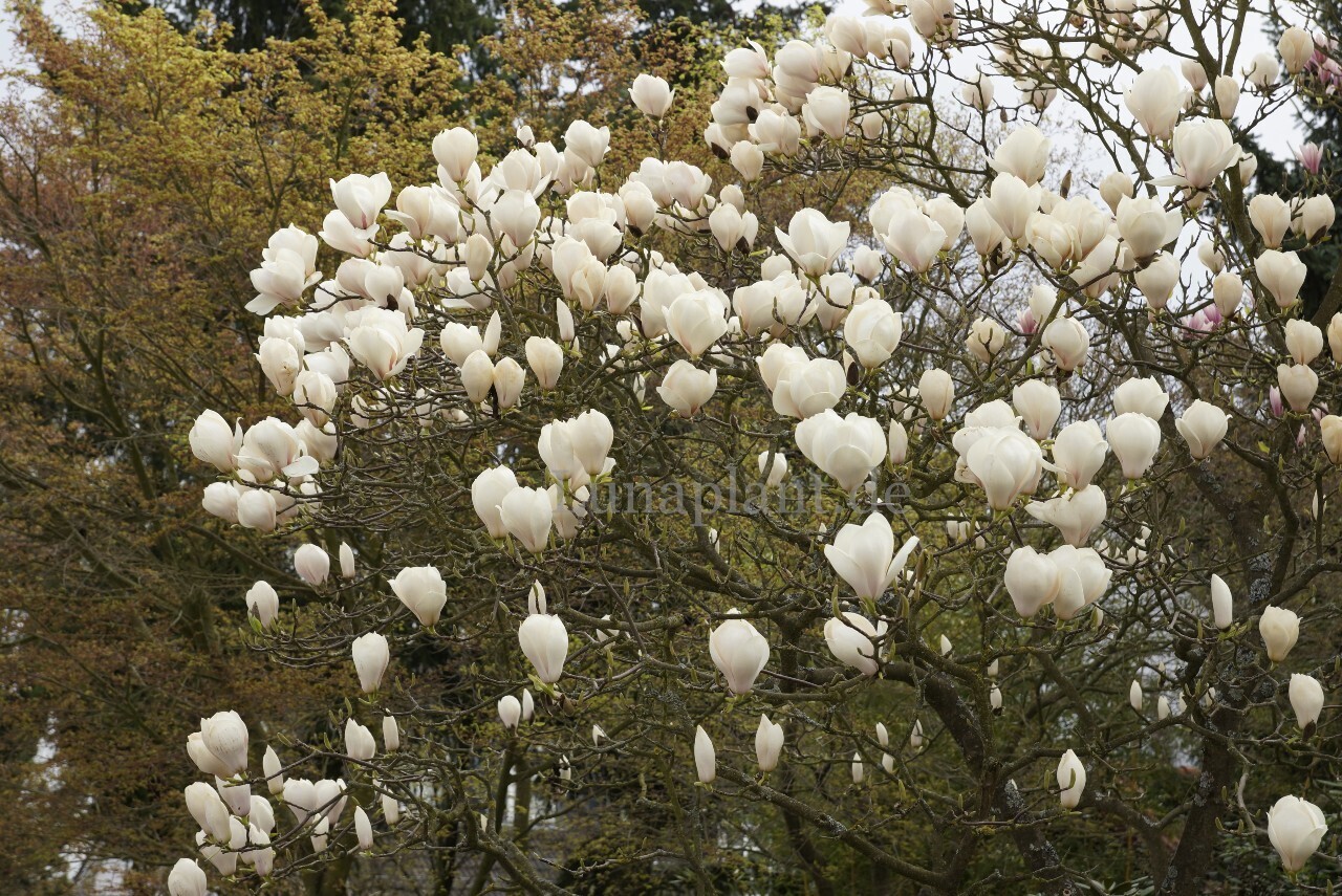 Magnolia 'Manchu Fan' -  100cm - Veredlung - Leittrieb
