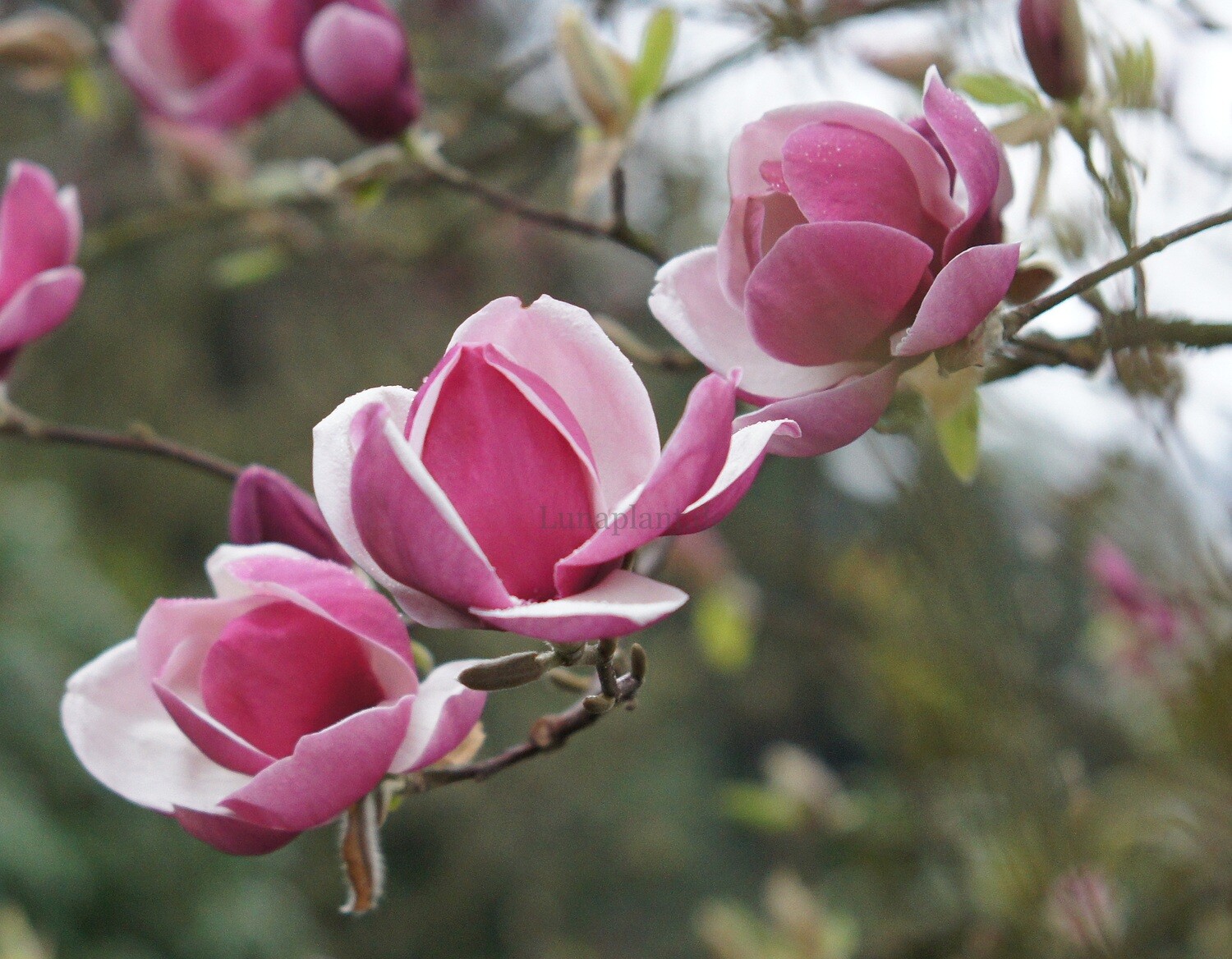 Magnolia 'Romina's Pink' - 180cm - Leittrieb - blühreif
