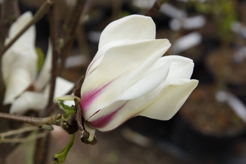 Magnolia 'Sunrise' - 60/80 cm - Leittrieb - blühreif - unser Tipp!