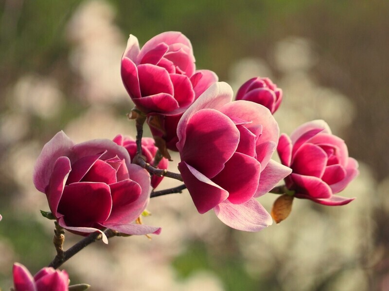 Magnolia 'Venus' - 160/180 cm - Leittrieb -  blühreif
