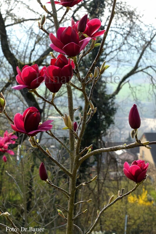 Magnolia 'Luna Red - 100/125cm - Veredlung - Leittrieb - kleines Kontingent!