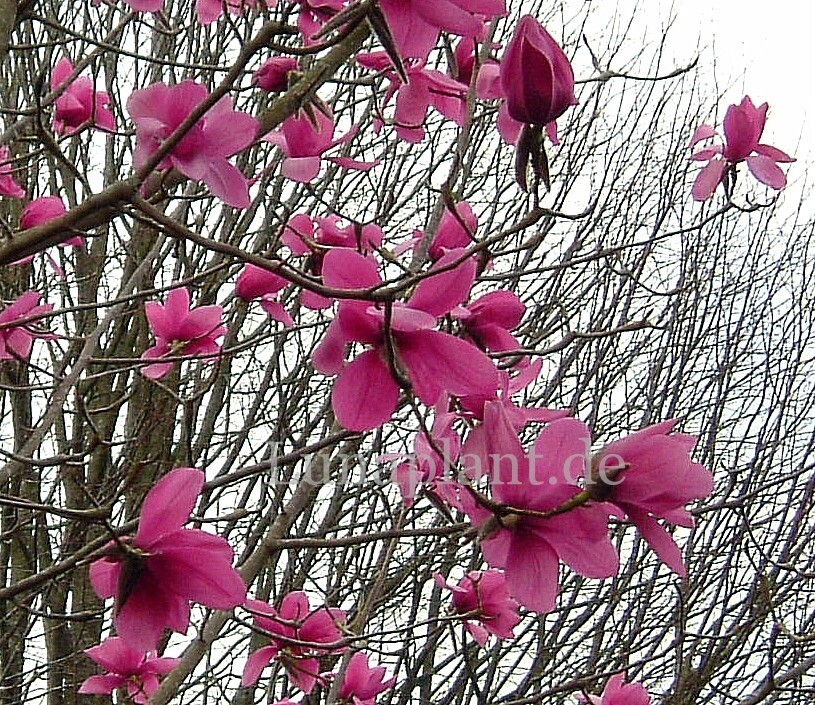 Magnolia 'Lanhydrock' -  60/80cm - Veredlung - Leittrieb