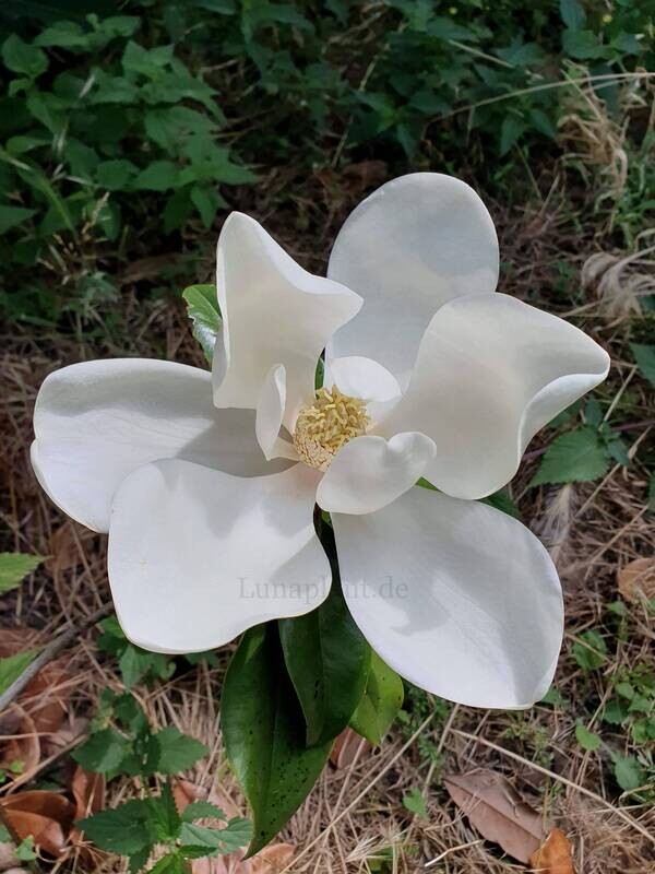 Magnolia grandiflora 'Freiburg Botanic Garden' - 100/120cm - Veredlung - Leittrieb