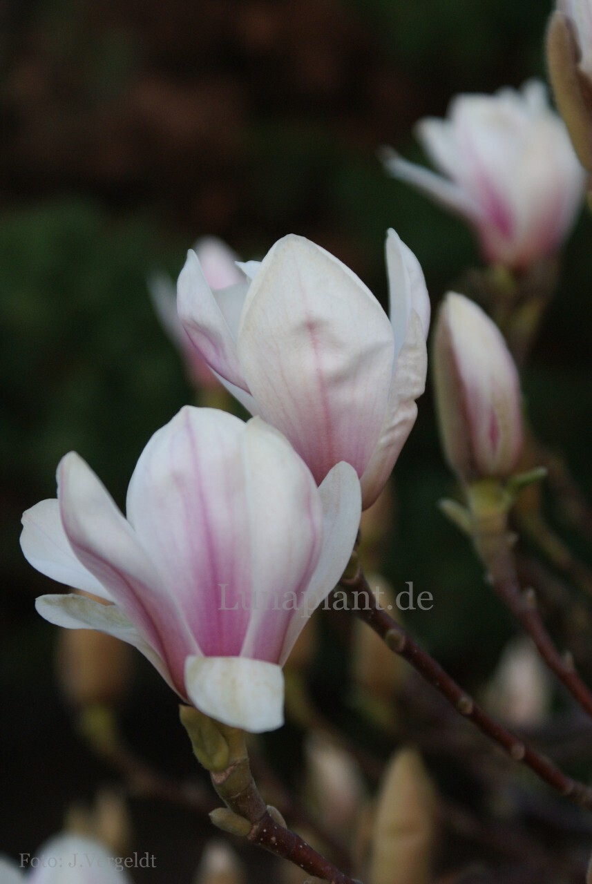 Magnolia 'Kate Brook' - 140cm - Leittrieb - blühreif - Einzelstück
