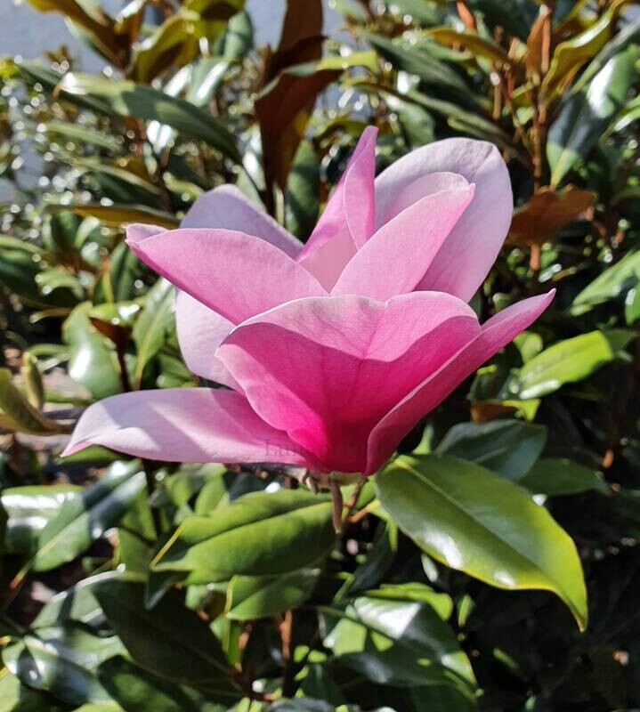 Magnolia 'Aurelia'  -  180/200cm - Leittrieb -blühreif - Einzelstück