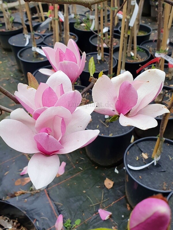 Magnolia 'Pink Fruity' - 150cm - Leittrieb - blühreif - Einzelstück!