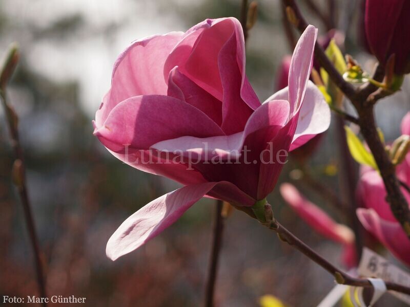 Magnolia 'Badenweiler' - 200cm - Leittrieb - blühreif - Einzelstück