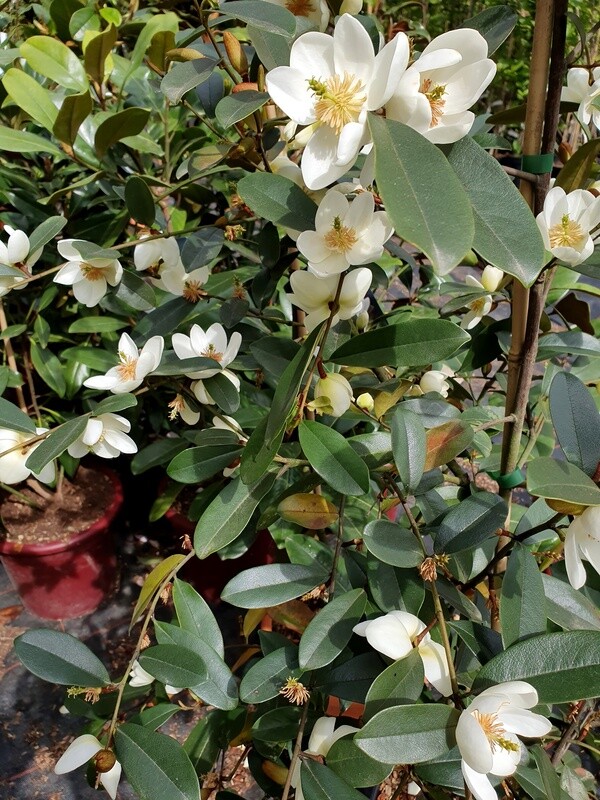 Magnolia laevifolia 'Achteraan' - 150cm - blühreif - Einzelstück