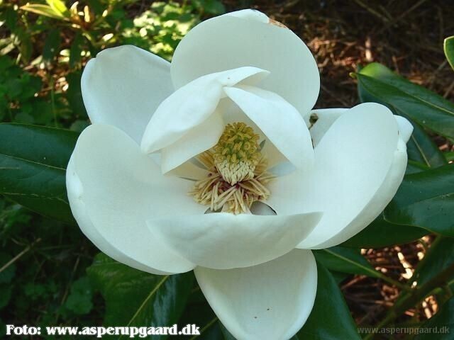 Magnolia 'Maryland' - 180/200cm - Stammbusch - Solitäre - nur Abholung!