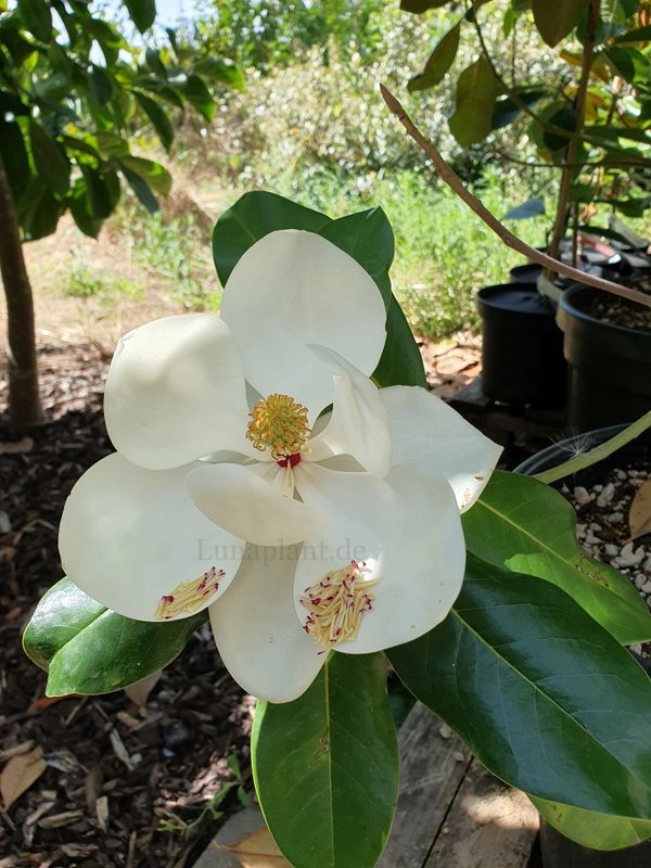 Magnolia 'Maryland' - 125/150cm - wurzelecht - Stammbusch - Einzelstück!
