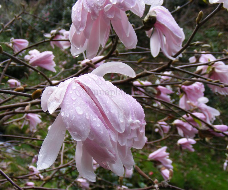 Magnolia stellata 'Dawn' - 60/80cm - Leittrieb