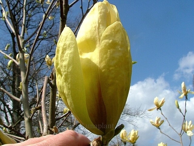 Magnolia 'Banana Split' -  150/175cm - Leittrieb -blühreif - Einzelstück