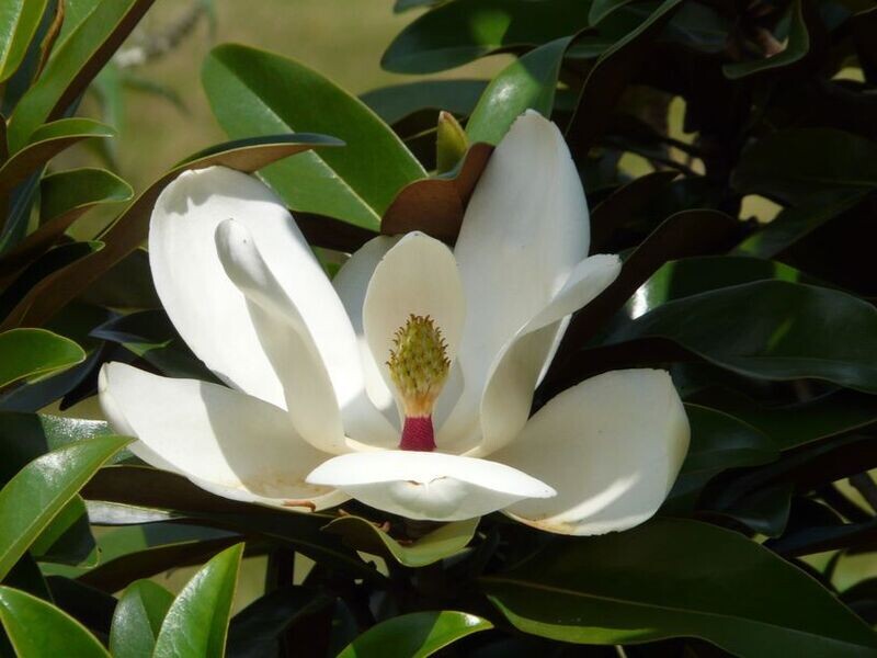 Magnolia grandiflora 'Alta' - 140cm - Leittrieb - blühreif