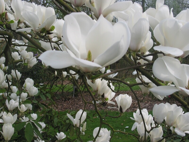 Magnolia 'Anticipation' - 160/180cm - blühreif - Leittrieb