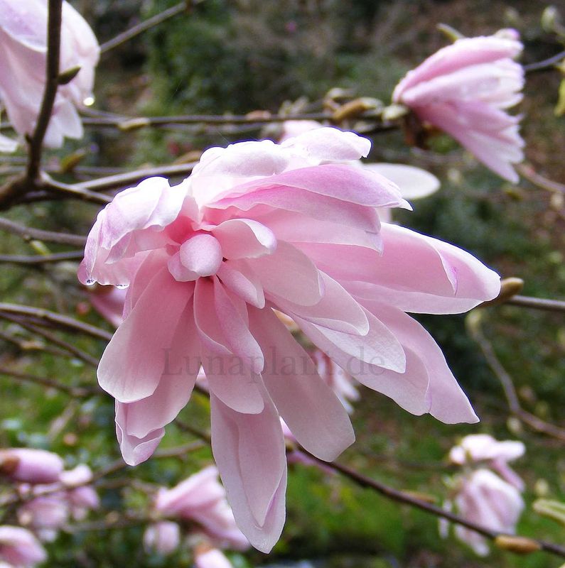 Magnolia stellata 'Dawn' - 50/75 cm -Leittrieb
