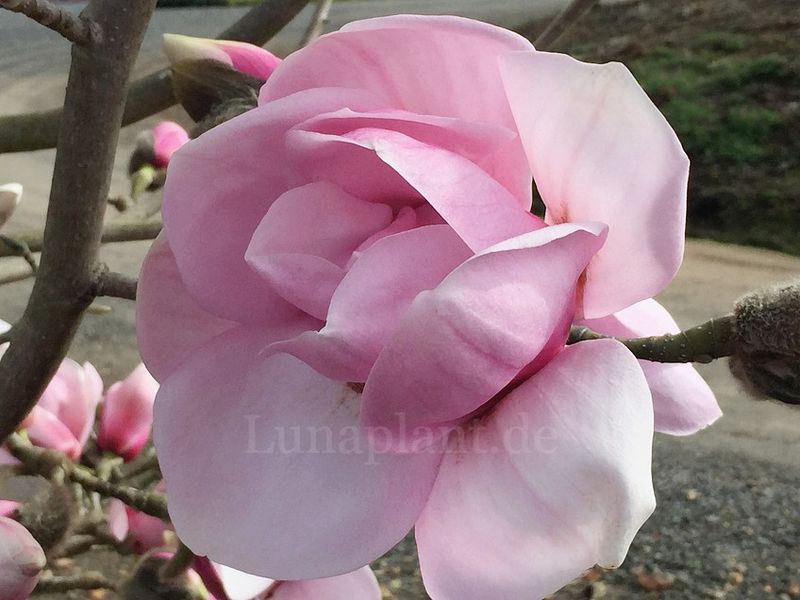 Die bezaubernde, große Blüte der Magnolienhybride 'Soulmate'. Aus unserer eigenen Lundaplant-Züchtung.
