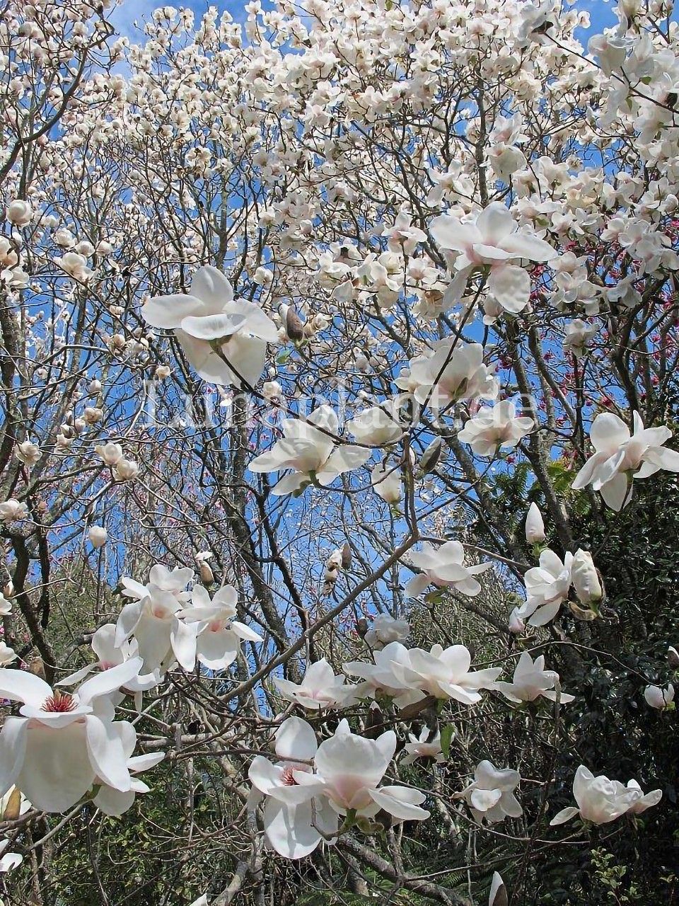 Magnolia 'Ab Fab'  - 160cm - Leittrieb