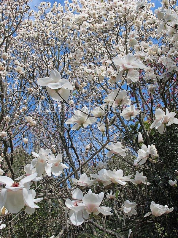 Magnolia 'Ab Fab'  - 160cm - Leittrieb