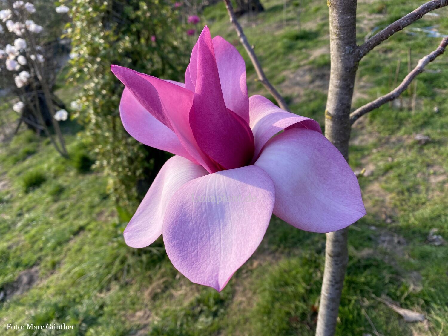 Magnolia 'Tosca'  -  140cm - Leittrieb